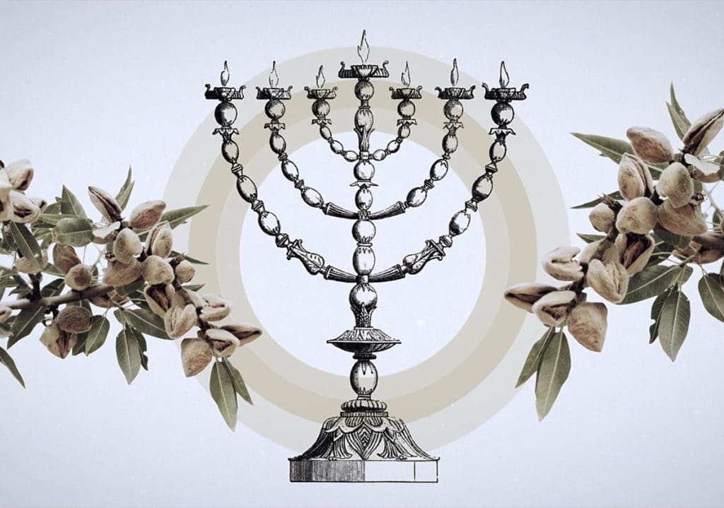 Symbolism of Almonds Bible Discovery TV